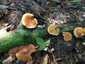 Foltoslemezű lánggomba (Gymnopilus penetrans), Őrség